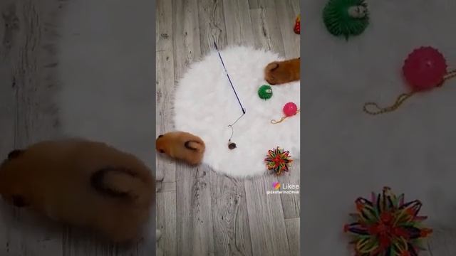 Плюшевый новогодний Мишка шпиц 🔥😍🤗 смотреть онлайн
