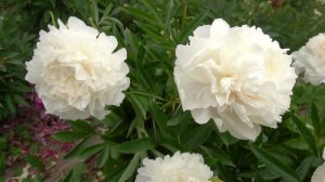 МЭДИЛОУН – Madylon (Ван Лун,1966г.США )