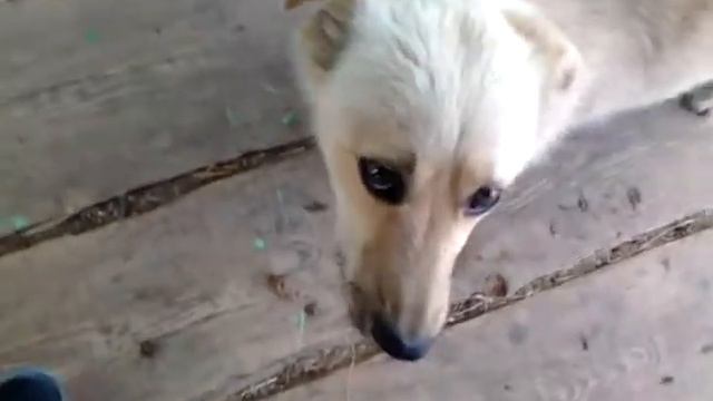 собака жрёт чипс!!!