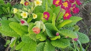 Цветение первоцветов в саду. Примулы, нарциссы, мускари #сад #нарциссы #мускари #примула #весна