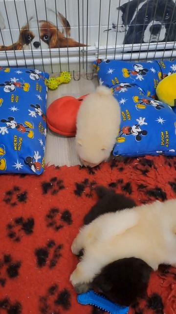 щенки шпица в поиске новой семьи,Wp89053204345