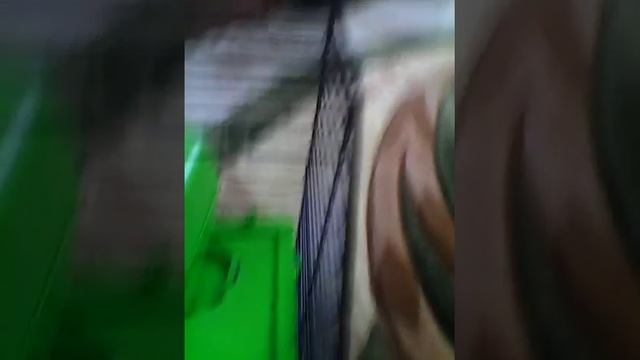 Все про хом'яків!🐹 смотреть онлайн