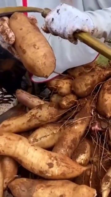 Mirip ubi padahal bukan-Samros Life #shorts #buah #buahlangka #fruit #cuttingfruit смотреть онлайн