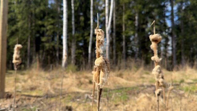 Живое видео  № 21. Смотри и отдыхай.