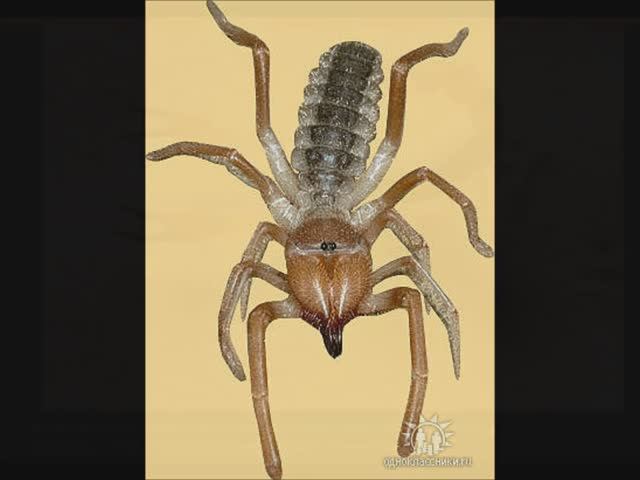 Фауна Туркмении+