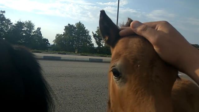 По дороге домой 🐴🐎🐎 On the way home смотреть онлайн