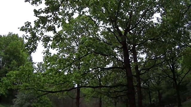 Обнимашки с деревьями (лесотерапия). смотреть онлайн