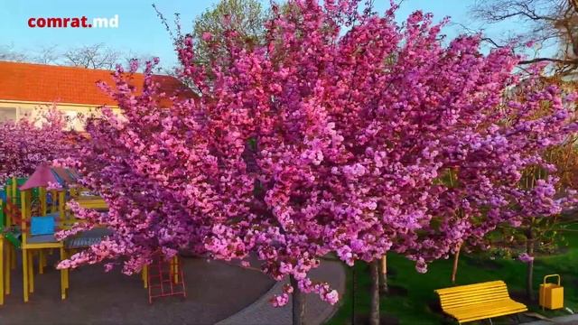 Пасхальное цветение САКУРЫ в столице Гагаузии смотреть онлайн
