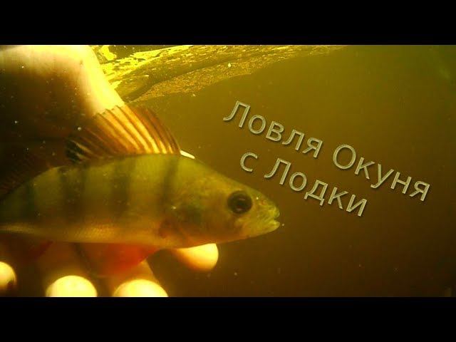 Ловля Окуня с Лодки.Крупный Окунь.Щука на Червя.