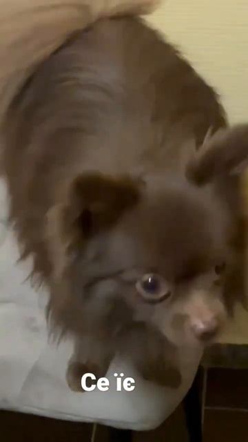 17 квітня 2023 р. смотреть онлайн