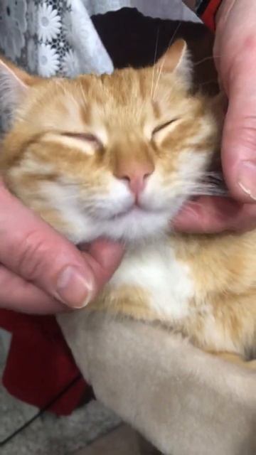 Котика чешут / котик кайфует / Кот Рэди смотреть онлайн