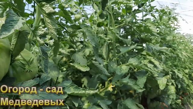 Обзор сортов томатов в начале созревания смотреть онлайн