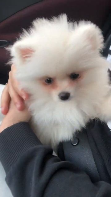 Шпиц девочка 2 ,5 месяца