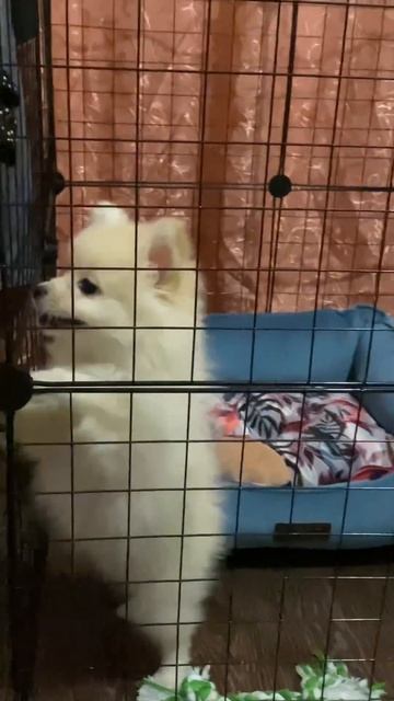 Когда положили спать 🛌 а сна ни в одном глазу 💤🧸 #рекомендации #shorts #шпиц #shortsvideo смотреть онлайн