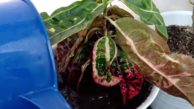 Cara Merawat Puring Kura Yang Layu смотреть онлайн