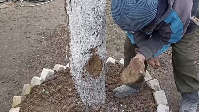 Продолжение прошлого видео. Ремонт трубы и пломбировка сгнившего ствола старой яблони. смотреть онлайн