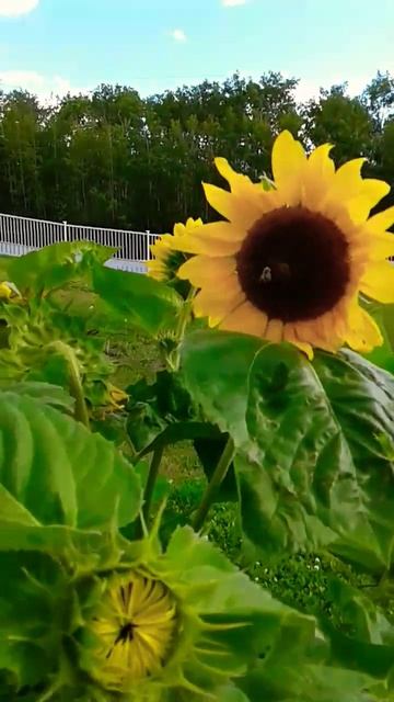 It's magical! how the Bees pollinating my Sunflowers & star blazing in our yard. .. смотреть онлайн