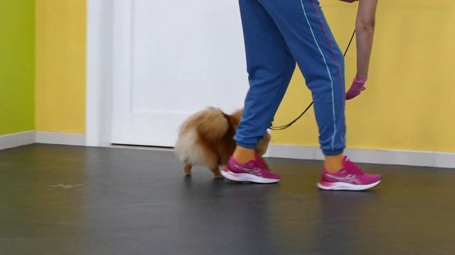 Стеша первый раз на занятии с хендлером