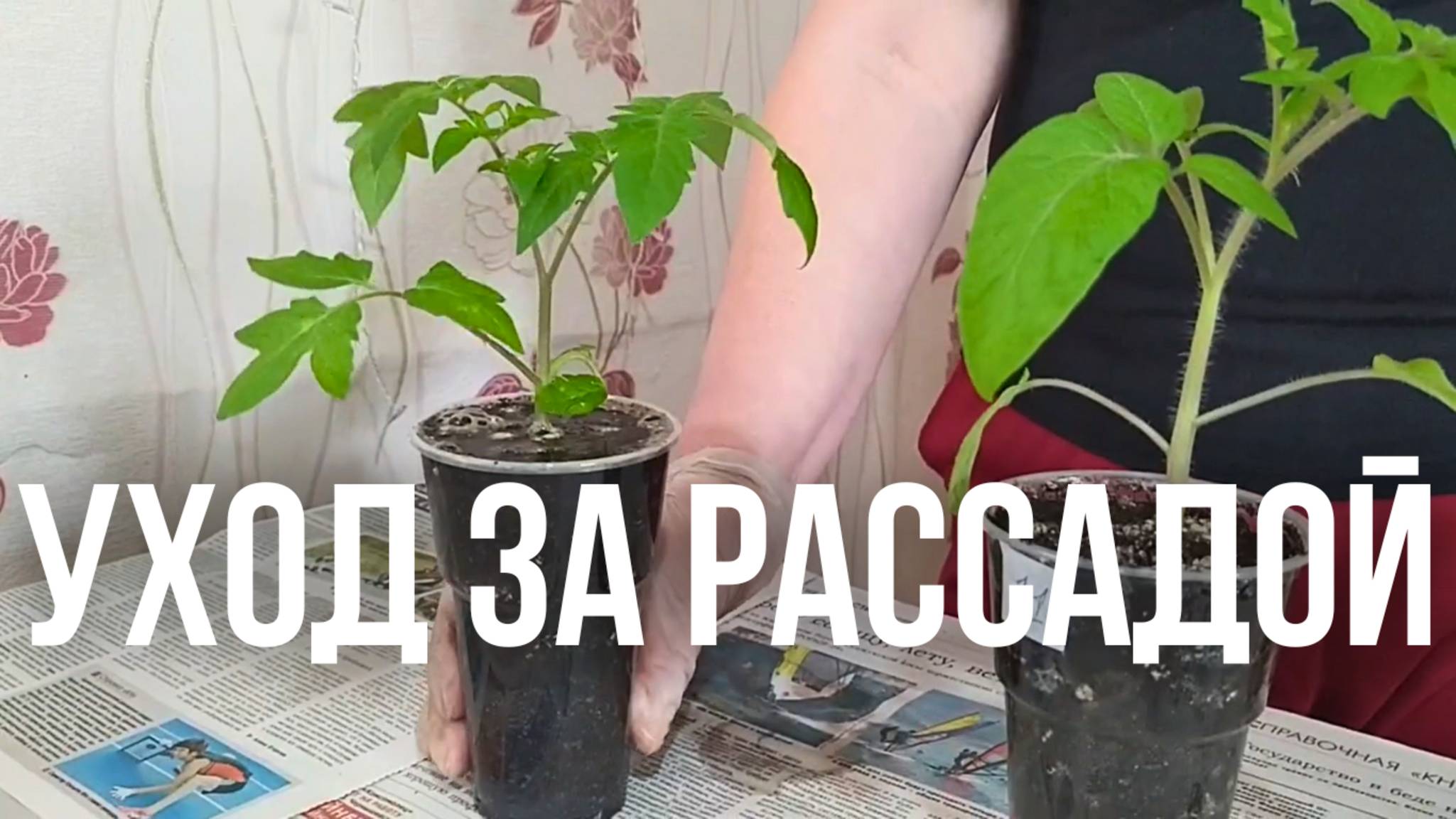 МОЩНАЯ корневая система томатов за 3 простых шага! смотреть онлайн