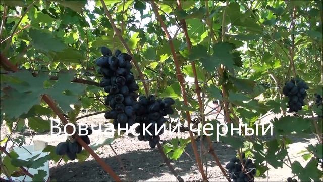 Вовчанский чёрный смотреть онлайн