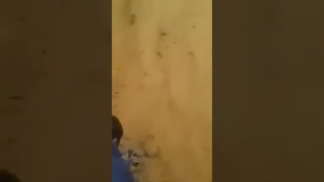 В Актобе нашли грабницу батыра с золотом (05.06.2018)