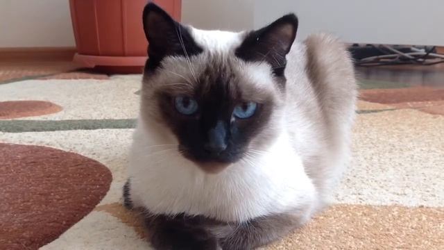 Кисуля смотреть онлайн