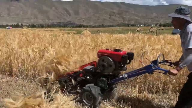 The annual oats harvest on the plateau is here again - Our reaper binder machine showed up on time смотреть онлайн