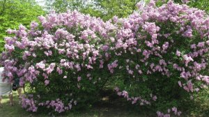 Влог Природа Цветёт и Благоухает🌺🪻🌷Мой день