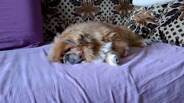 Марсель, кушать пойдем?