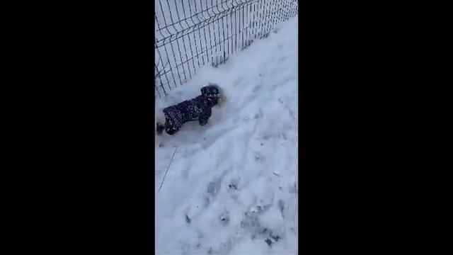 Восстановление мальтезе после травмы позвоночника смотреть онлайн