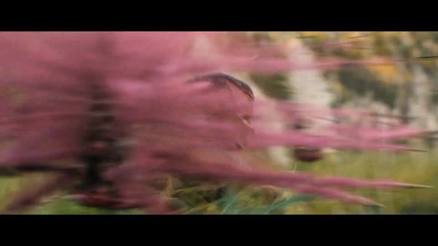 Хищник: Пустоши - Трейлер (2025) смотреть онлайн