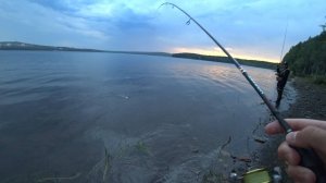 Окунь на отводной поводок. Рыбалка на окуня спиннингом на отводной поводок