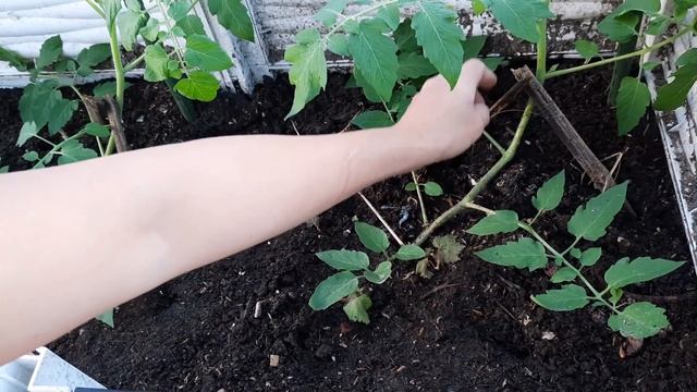 Cách trồng Cà chua Cherry Yasik cho nhiều trái | Bà Lan - Nông dân sân thượng #43 смотреть онлайн