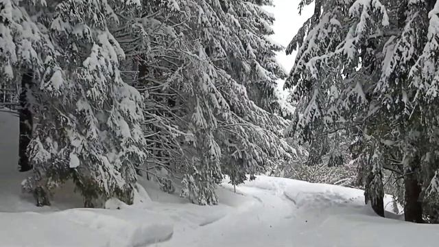 Витоша  03.2022