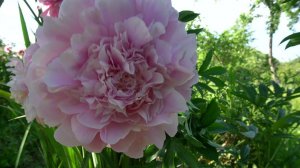 Пион Альберт Крусс - Albert Crousse -Crousse, 1893, Франция