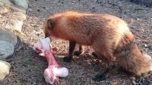 Лиса-Алиса. Лиса пробралась в сарай и утащила все мясо