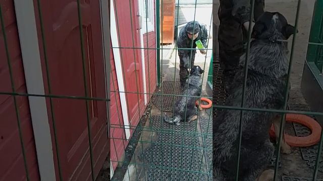 11 коррекция австралийской овчарки хилер