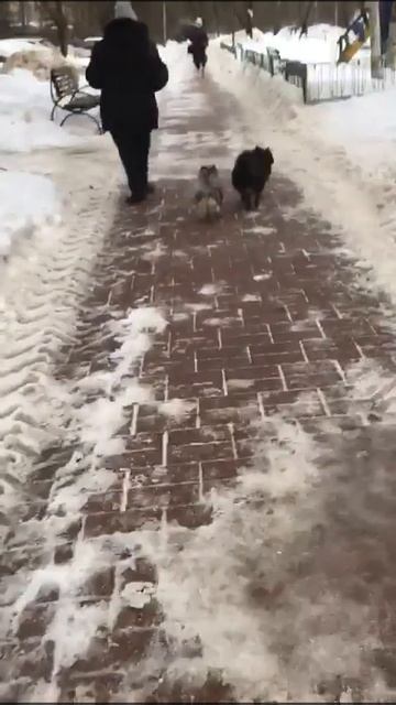 Собака немецкий шпиц и кот на прогулке с хозяйкой смотреть онлайн
