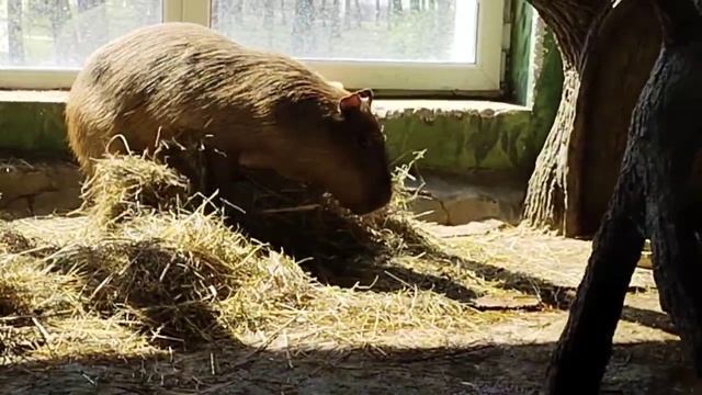 милая капибара смотреть онлайн