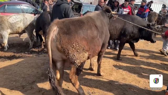 Молбозори Кумсангир Нархи Говҳои Ҷушо Буқаҳо барои Бастан Буқача Баррача 25 февраля 2024 г.