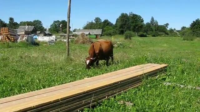 Корова смотреть онлайн