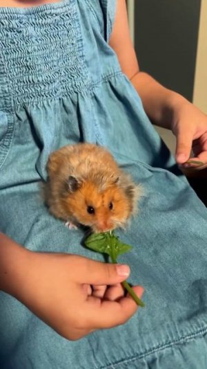 Самый полезный фруктовый лёд!!! #рецепт #готовка #фрукты #готовимдома