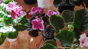 Цветение моих фиалок.