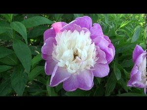 Пион ГЭЙ ПАРИ  Paeonia GAY PAREE: обзор, описание, цветение, отзыв