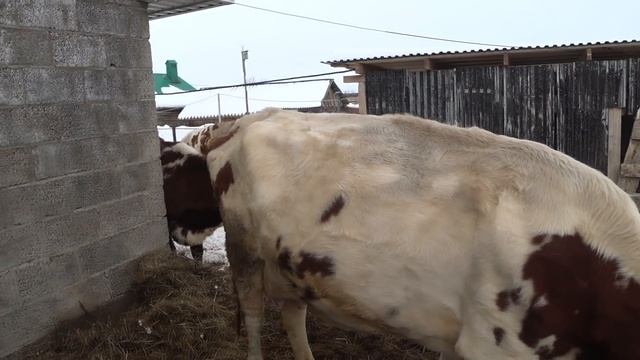 Очередные несчастья на нашу голову . Джесика .