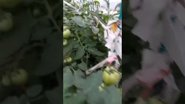 Ранний урожай у Татьяны с Костромы смотреть онлайн