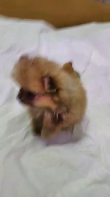 Шпицы разные окрасы. Доставка.