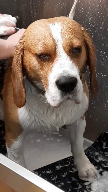 Стрижка собак и кошек СПб, Пушкин, Красносельское шоссе, 55☎ WA 8 921 78 111 смотреть онлайн