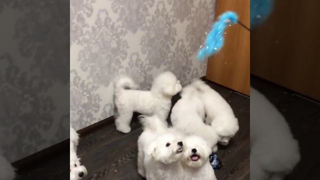 Маленькие пираты!))))