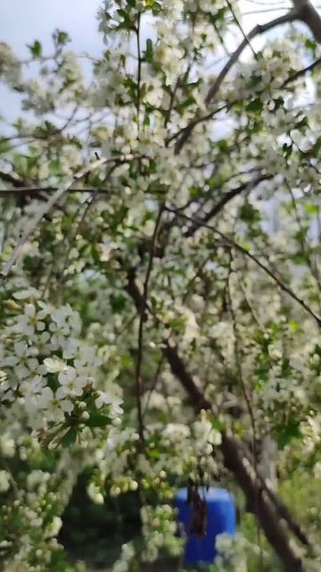 Расцветает вишня 🍒 запах весны смотреть онлайн